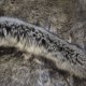 "Loup" Fausse fourrure haut de gamme Casal