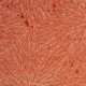 Chaman rouge fond terracotta - Détails tissu ameublement 100% coton ameublement et siège Thevenon