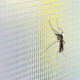 White mosquito net - Width 300cm