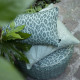 pouf_coussins_nature-sauvage_crocodile