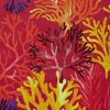 Les coraux coton fond framboise 2473603