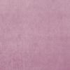 Orchid 296