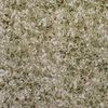 12860-30 lichen